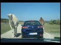 safari madrid