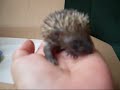 Igelbabys Hedgehog Babies Tierbabys