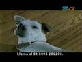 comercial telmex No.5