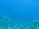 www.turkdivers.com