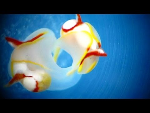 hermafroditas - Son pequeñas, coloridas y su apareamiento asombra a los científicos: una especie de babosas marinas inyecta una sustancia en el cerebro de su pareja para inf...