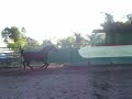 Ebony Thoroughbred Mare Ebony Thoroughbred Mare