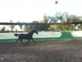 Ebony Thoroughbred Mare