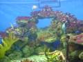 engel ocean park adventure engel ocean park adventure