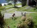 hund und huhn
