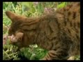 Gatos colocándose Gatos colocándose