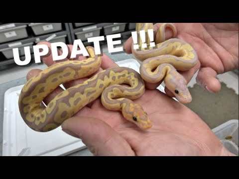 YouTube reptile video