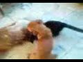 pulgarcito vs cat 1