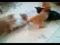 pulgarcito vs cat 1