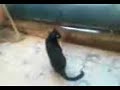 pulgarcito vs cat 1