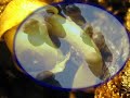 birth.wmv