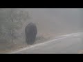 Buffalo1.MOD