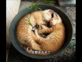 だんご大家族動画5