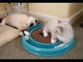 Trigg-and-Charlie-Ra