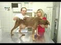 Den�ncia - Maus Tratos Aos Animais
