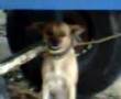 Cachorro Que Ri