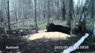 Запись медведя в лесу на камеру Bushnell Trophy Cam HD