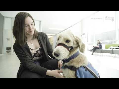 video-linktoworks-How to train your service dog
