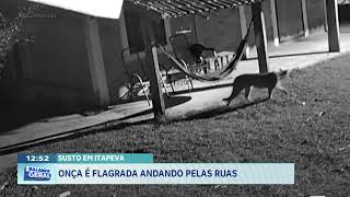 Susto em Itapeva: onça é flagrada andando pelas ruas