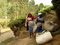 India, Munar, Tea plantations, tea collectors
