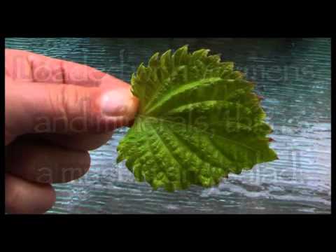 how to grow shiso