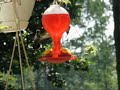 Ruby-Throated hummingbird Duels