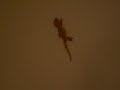 Crested Gecko climbs up wall