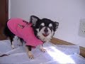 Pearl - Correndo pela 1a vez!!