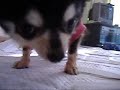 Pearl - Correndo pela 1a vez!!