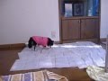 videos de Pearl - Correndo pela 1a vez!!
