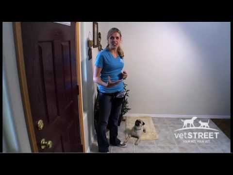 how to stop your dog from barking at the door