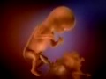 Evolution Genetics Embryo's and our Common Ancestor's