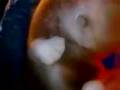 Evolution Genetics Embryo's and our Common Ancestor's