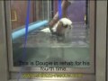 Dougie 2008 is a New Year - shih tzu rescue