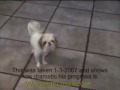 Dougie 2008 is a New Year - shih tzu rescue