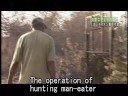 Real Man-eater Lion