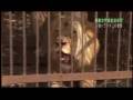 Real Man-eater Ｌｉｏｎ