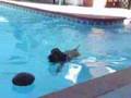 Bloodhound video