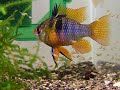 peixes veja mais no site: ciadepeixesornamentais.comO melhor site do brasil de peixes ornamentais! 