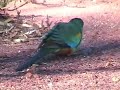 Ring-necked Parrots at my opal mine in Koroit, Australia Ring-necked Parrots at my opal mine in Koroit, Australia