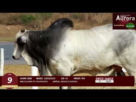 4� De Olho na Fazenda - NELORE AURORA participa��o Chico Paulic�ia