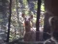 sambar-stag.html