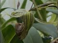 Orchids.it sul settimanale del TG3 Veneto