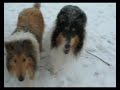 Our Collies in Our Valley on a Snowy Day