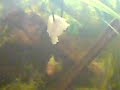 piranha youngsters 7