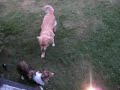 My fun dogs - Golden Retriver & Sheltie together My fun dogs - Golden Retriver & Sheltie together