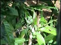 Casal de Phyllomedusa distincta: fêmea desovando numa lagoa do Santuário Rã-bugio, em Guaramirim, SCInstituto Rã-bugio para Conservação da BiodiversidadeJaraguá do Sul, SC http://www.ra-bugio.org.br