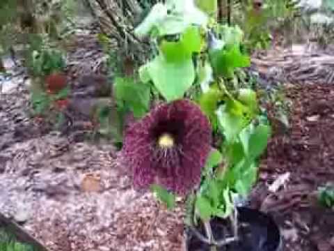 how to transplant dutchman pipe