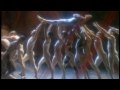 Queen - I Want to Break Free (Original Video)