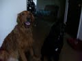My Golden Retriever not likeing his bath, part 2